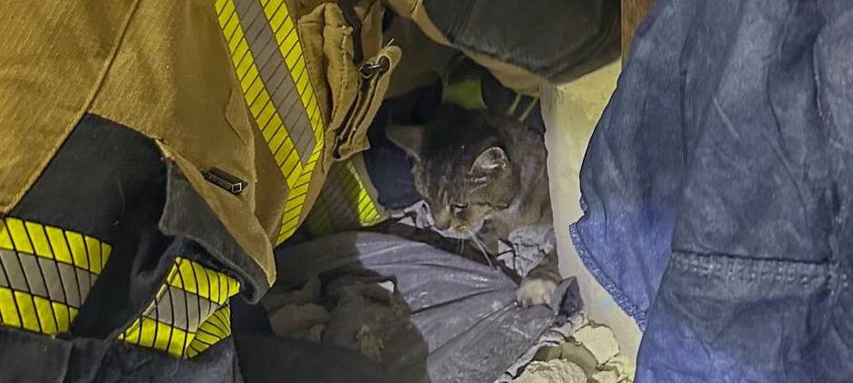 "Schreihals" in Essen gerettet - Feuerwehr befreit Katze