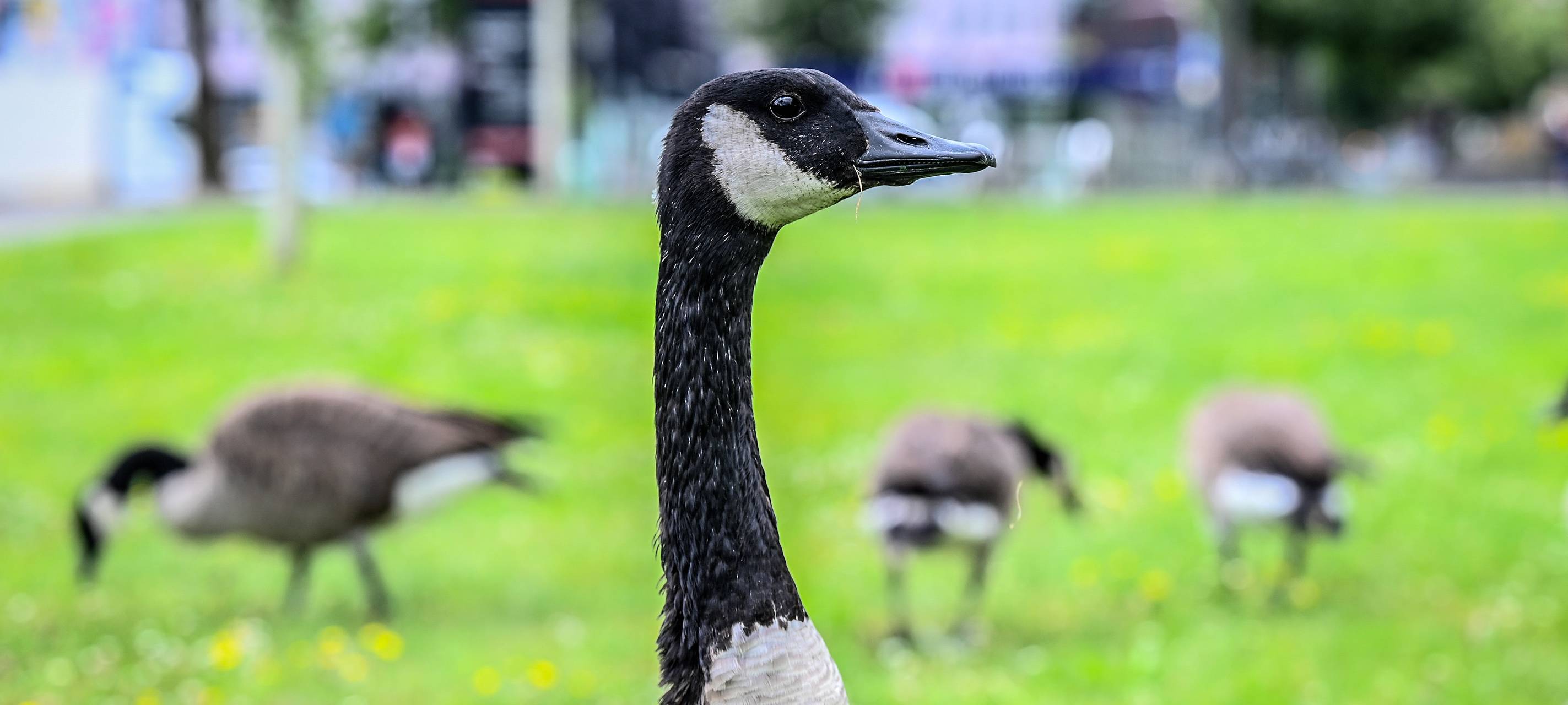 Blumenwiesen in Essen soll Gänse vertreiben