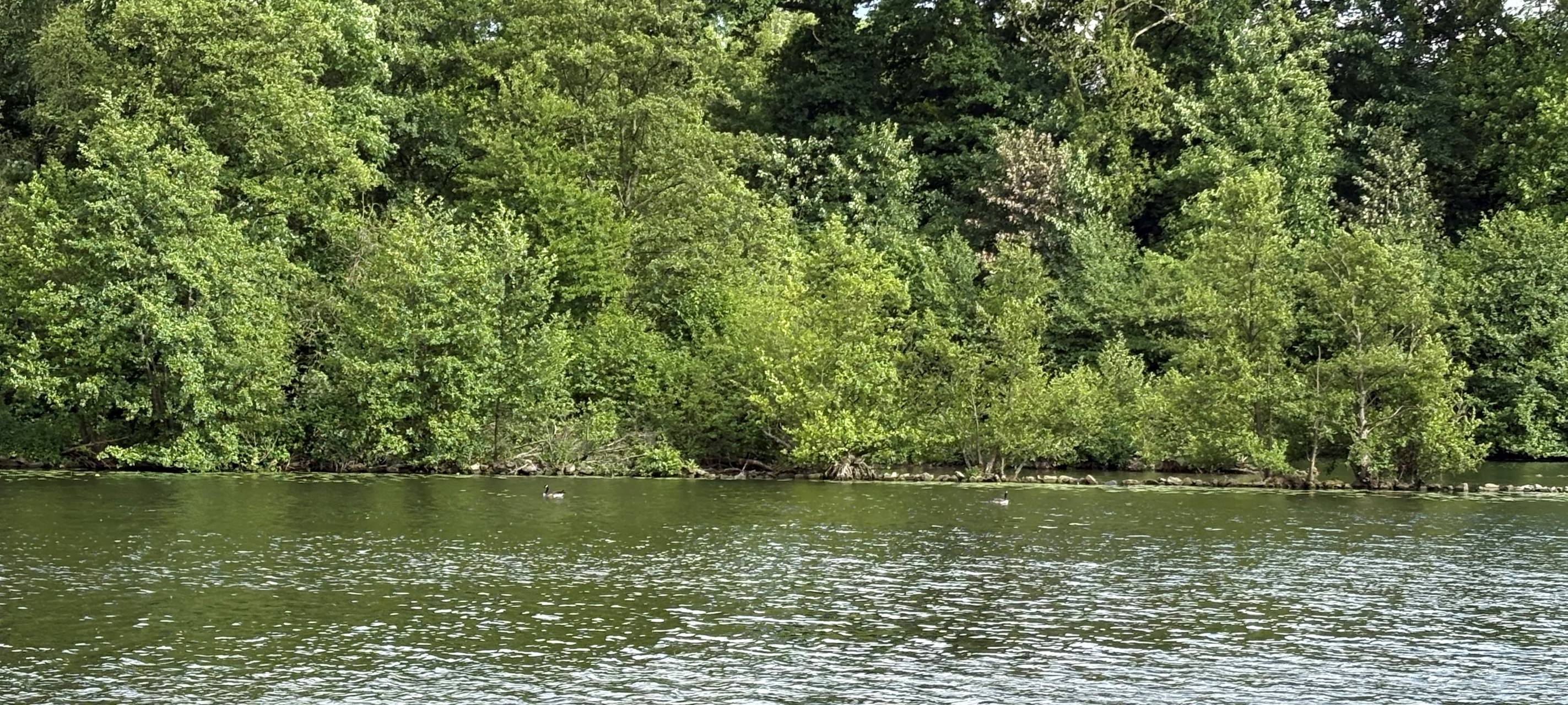 Ungebetene Gäste in Essen sorgen für viel Arbeit