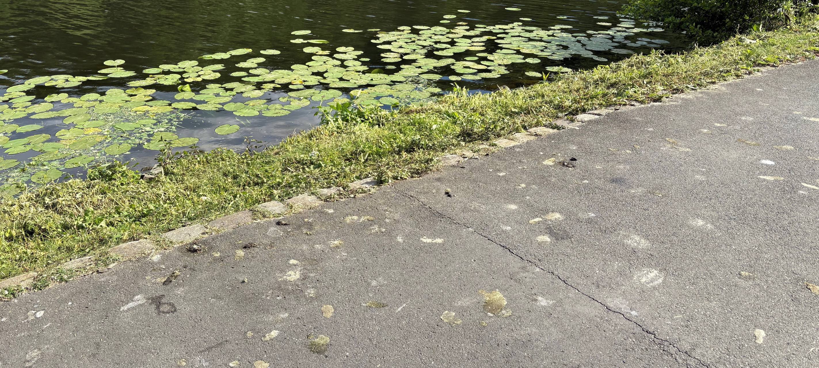 Ungebetene Gäste in Essen sorgen für viel Arbeit