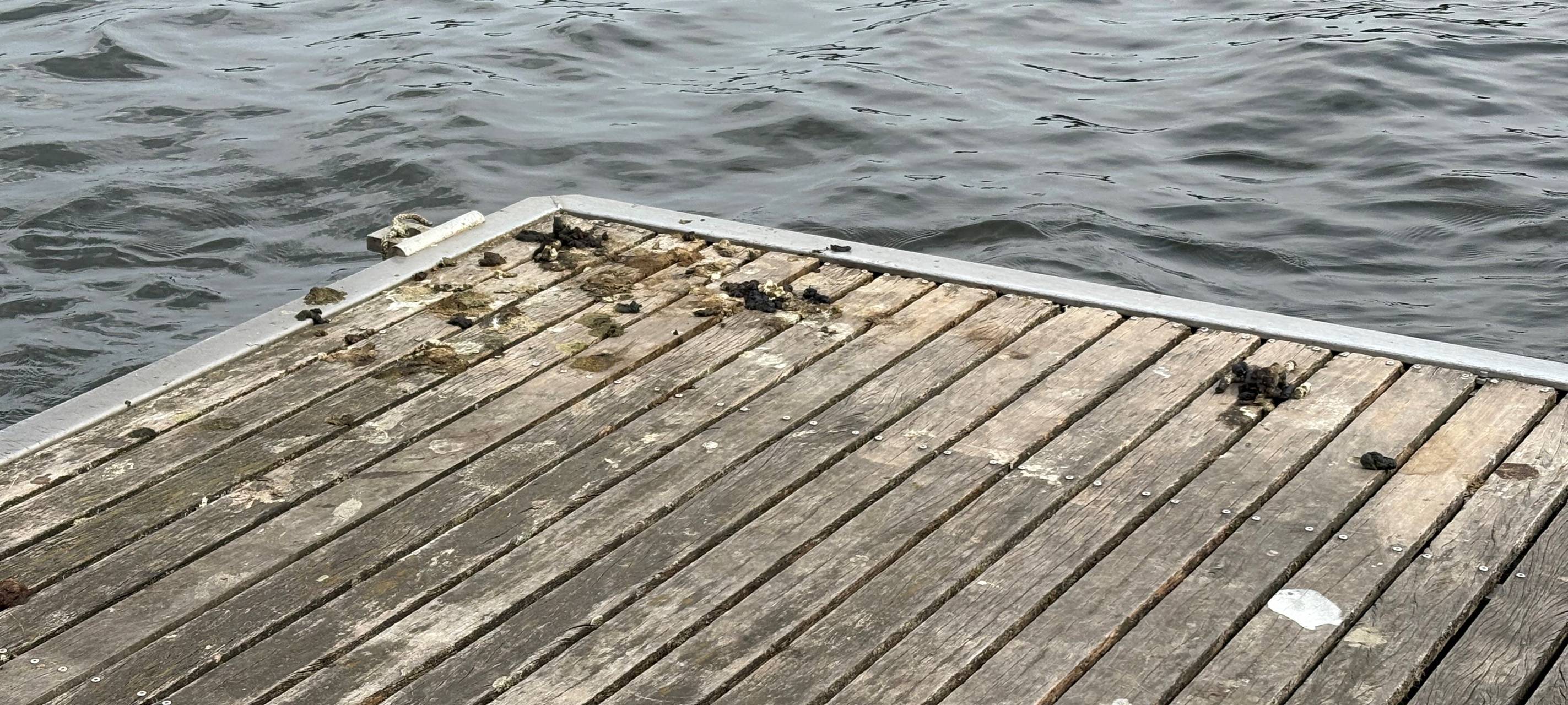 Ungebetene Gäste in Essen sorgen für viel Arbeit