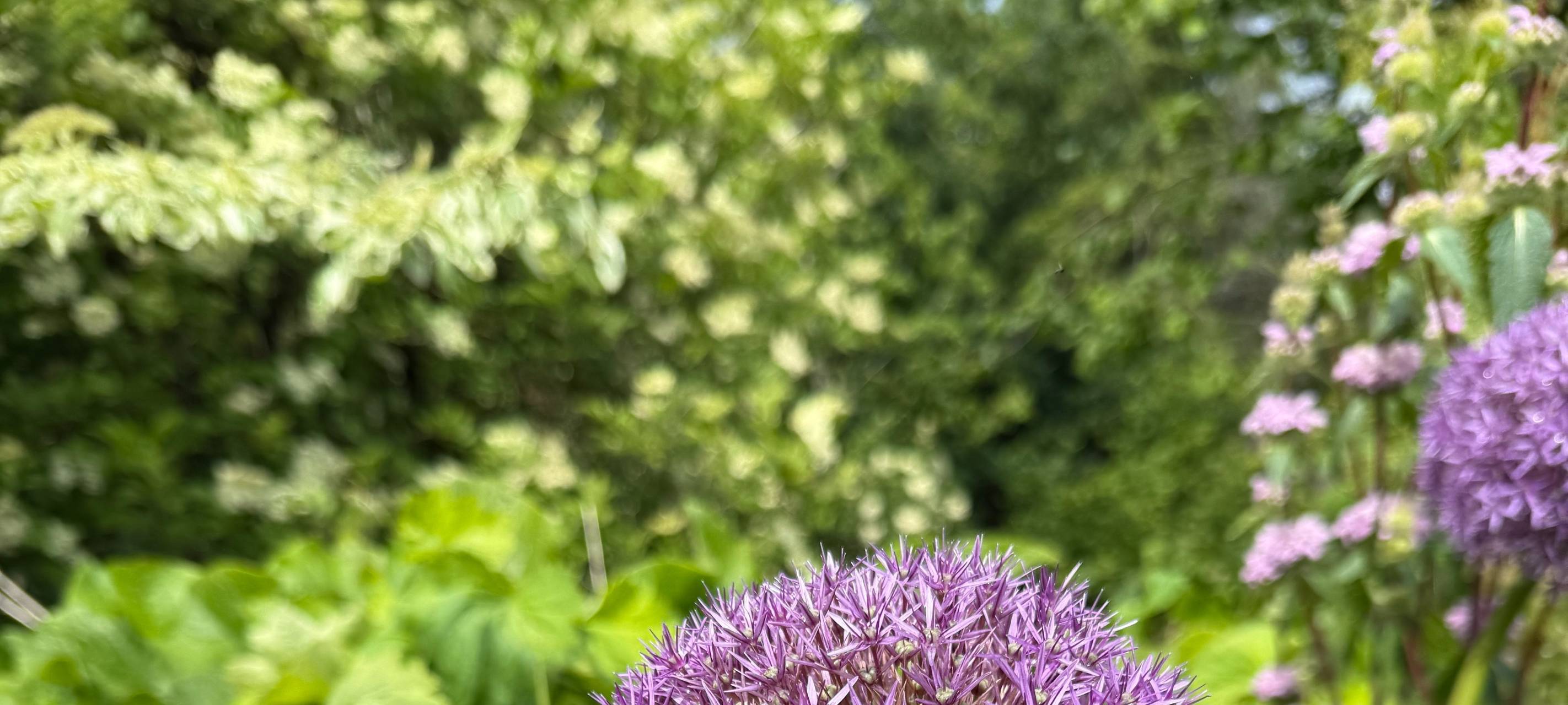 Offene Gartenpforte in Essen