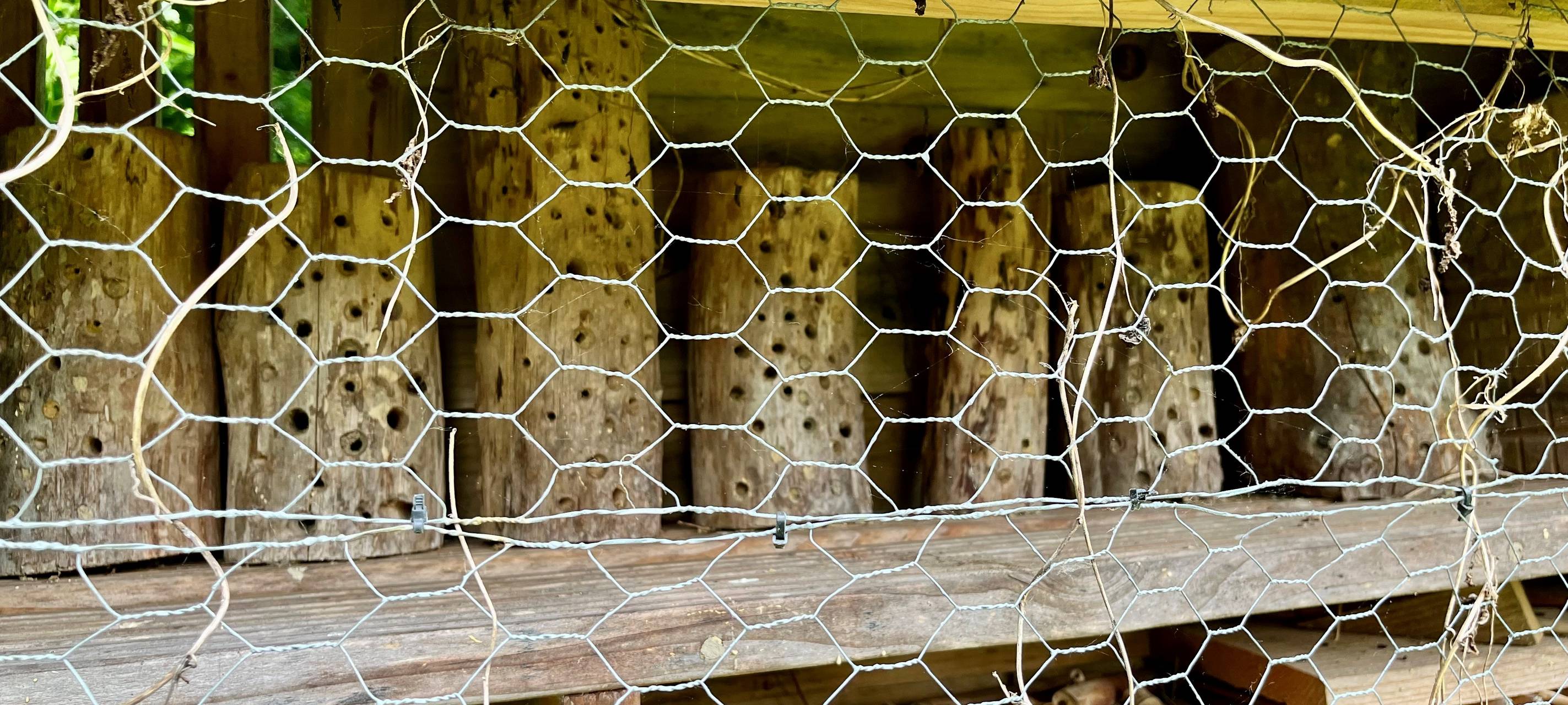 Insektenhotel bauen - Imker aus Essen erklärt wie es geht