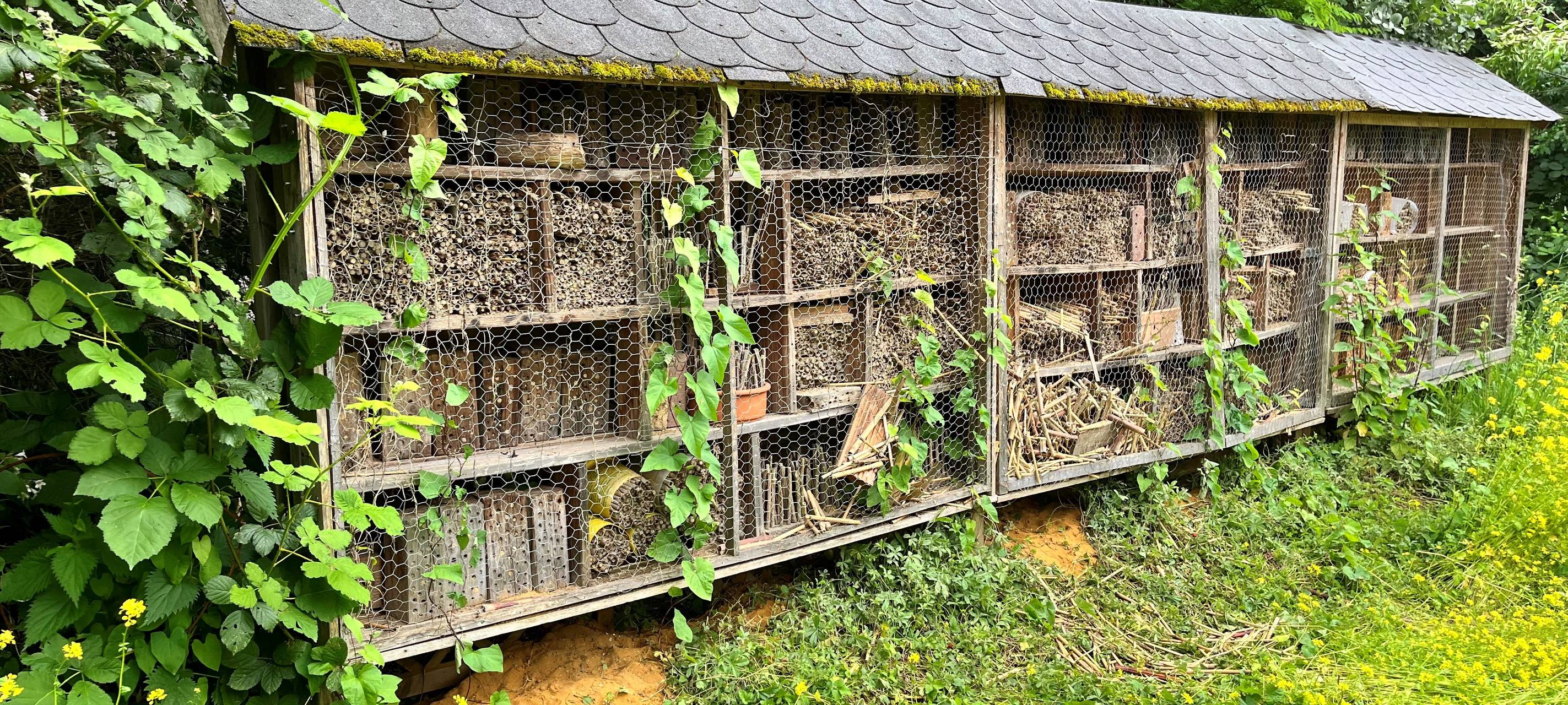 Insektenhotel bauen - Imker aus Essen erklärt wie es geht