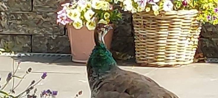 Pfau treibt sich in Essen um - Wer ist der Besitzer?