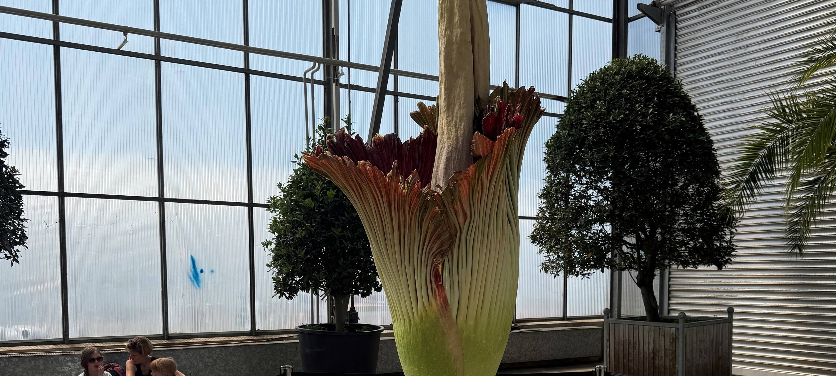 Botanische Sensation in Essen: Titanenwurz blüht im Grugapark