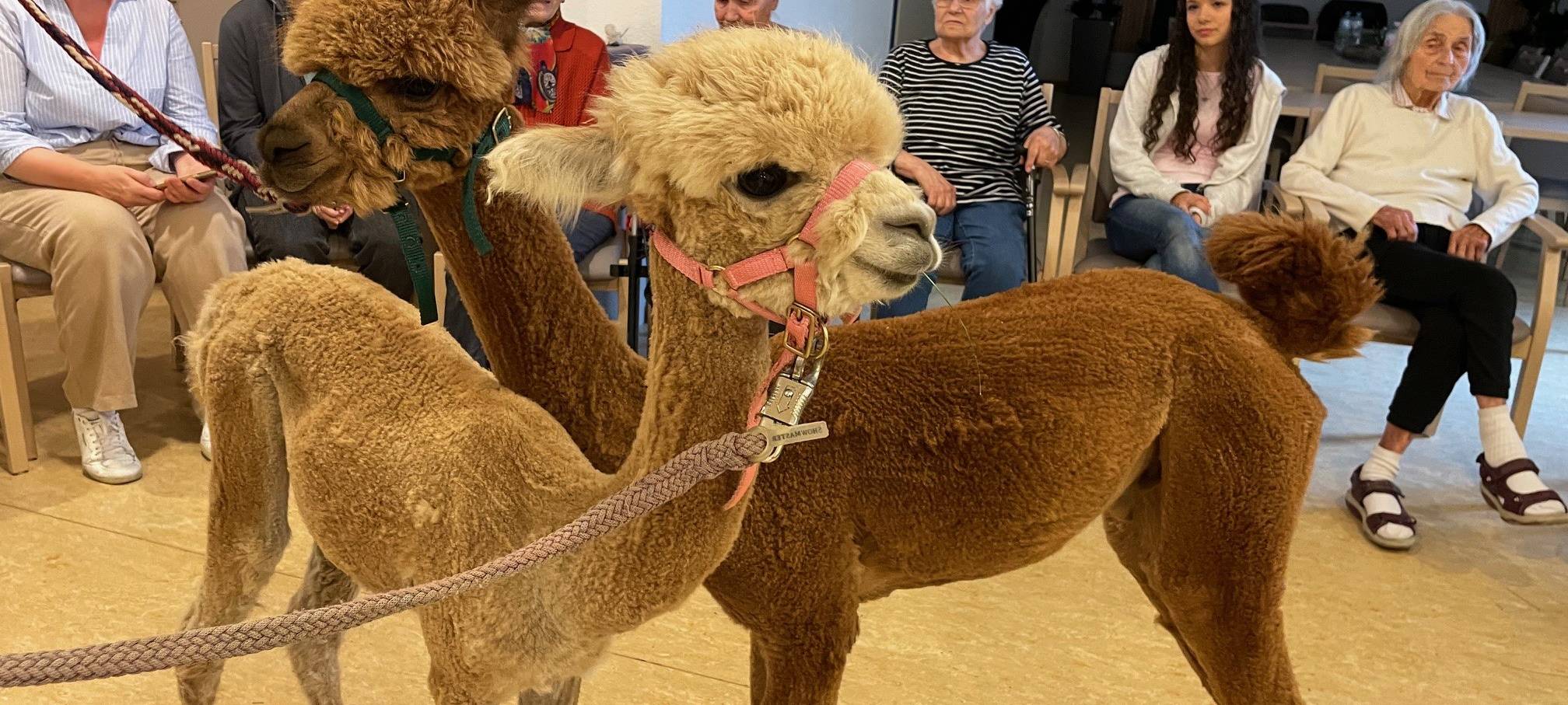 Alpakas zu Besuch in einem Altenheim in Essen