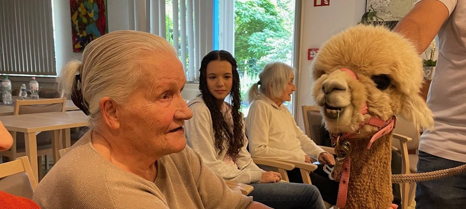 Alpakas zu Besuch in einem Altenheim in Essen