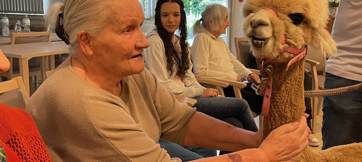 Alpakas zu Besuch in einem Altenheim in Essen