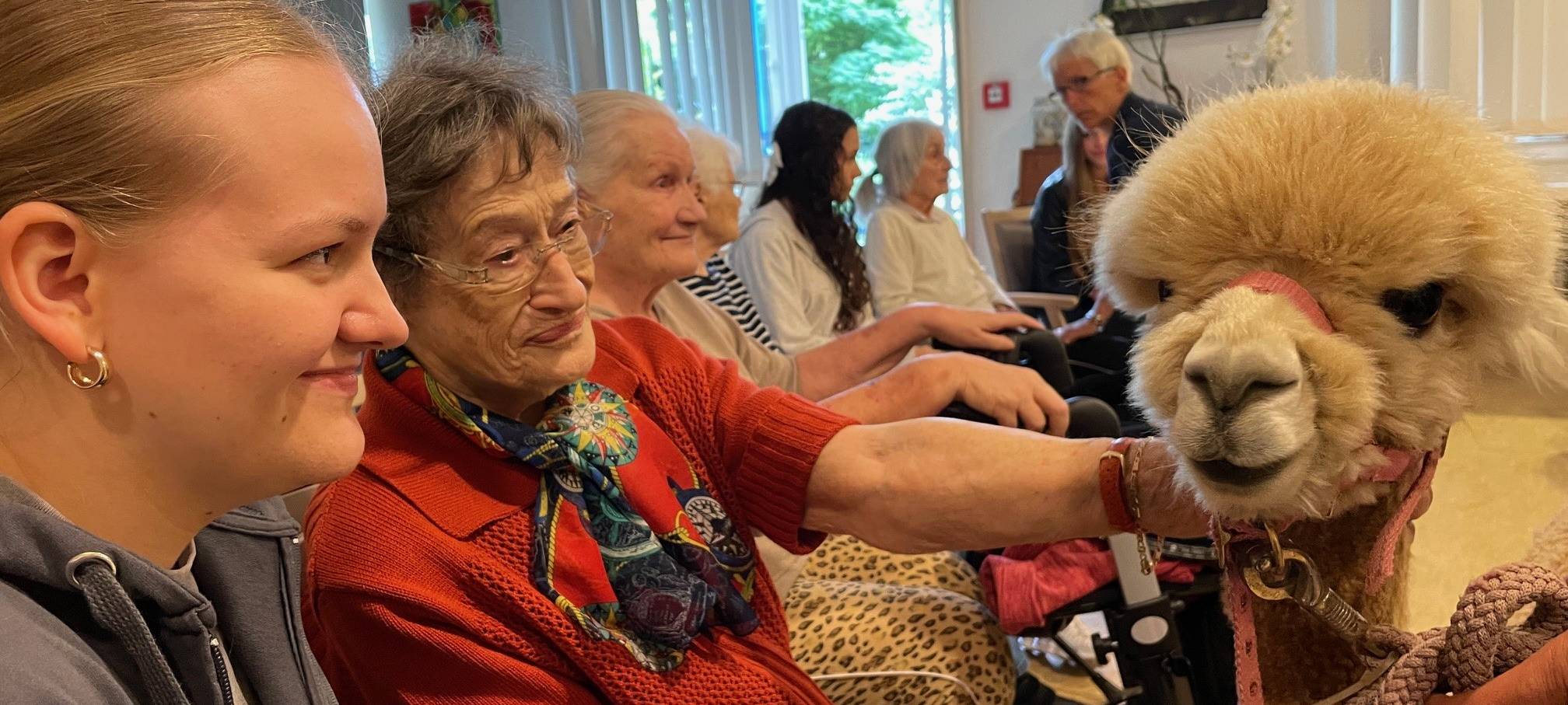 Alpakas zu Besuch in einem Altenheim in Essen