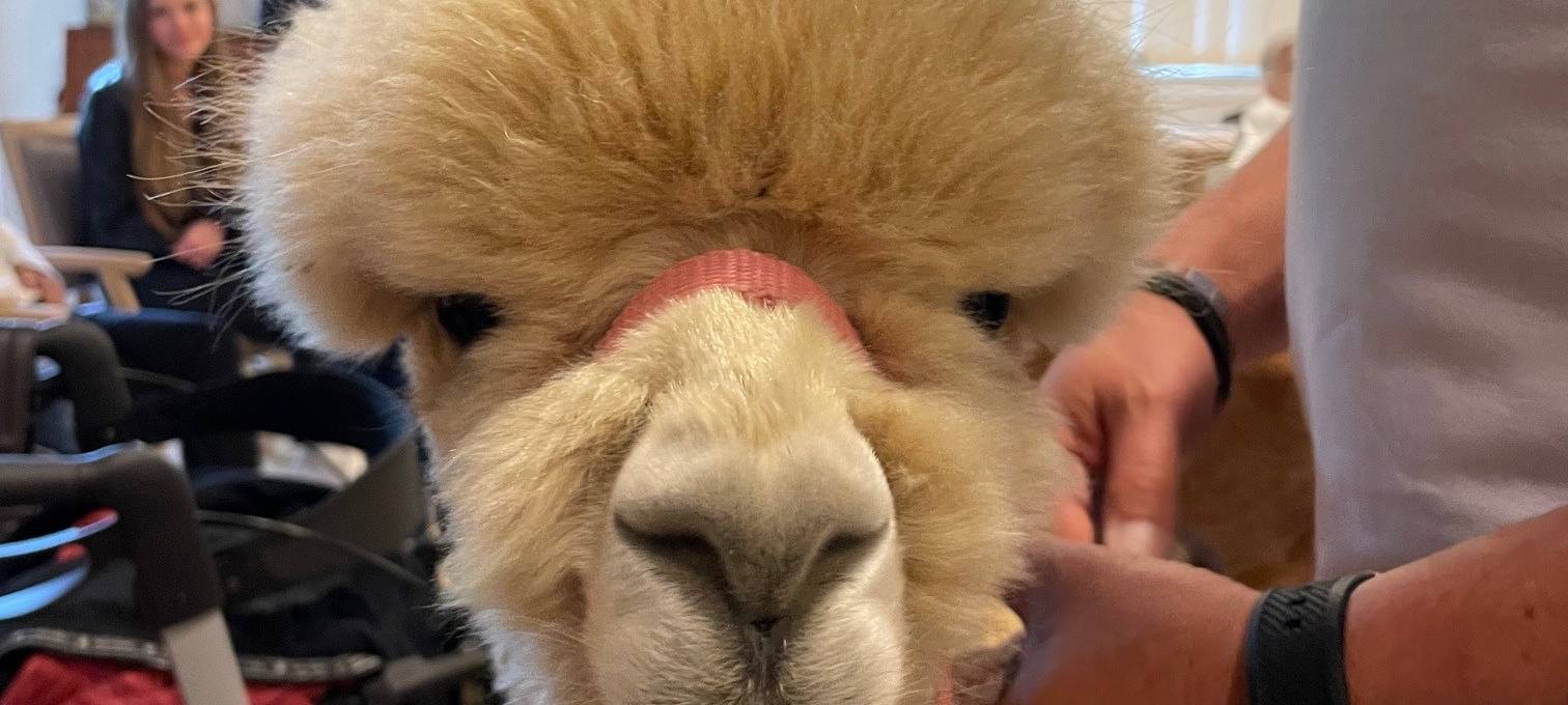 Alpakas zu Besuch in einem Altenheim in Essen