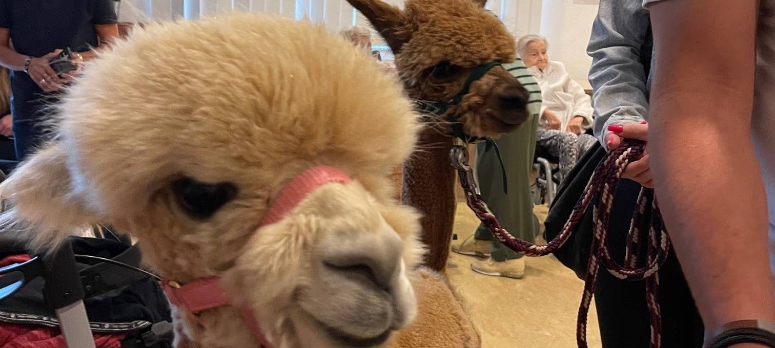 Alpakas zu Besuch in einem Altenheim in Essen
