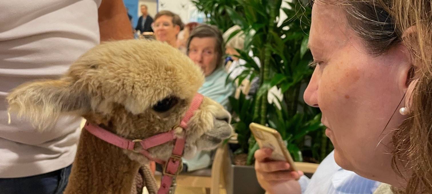 Alpakas zu Besuch in einem Altenheim in Essen