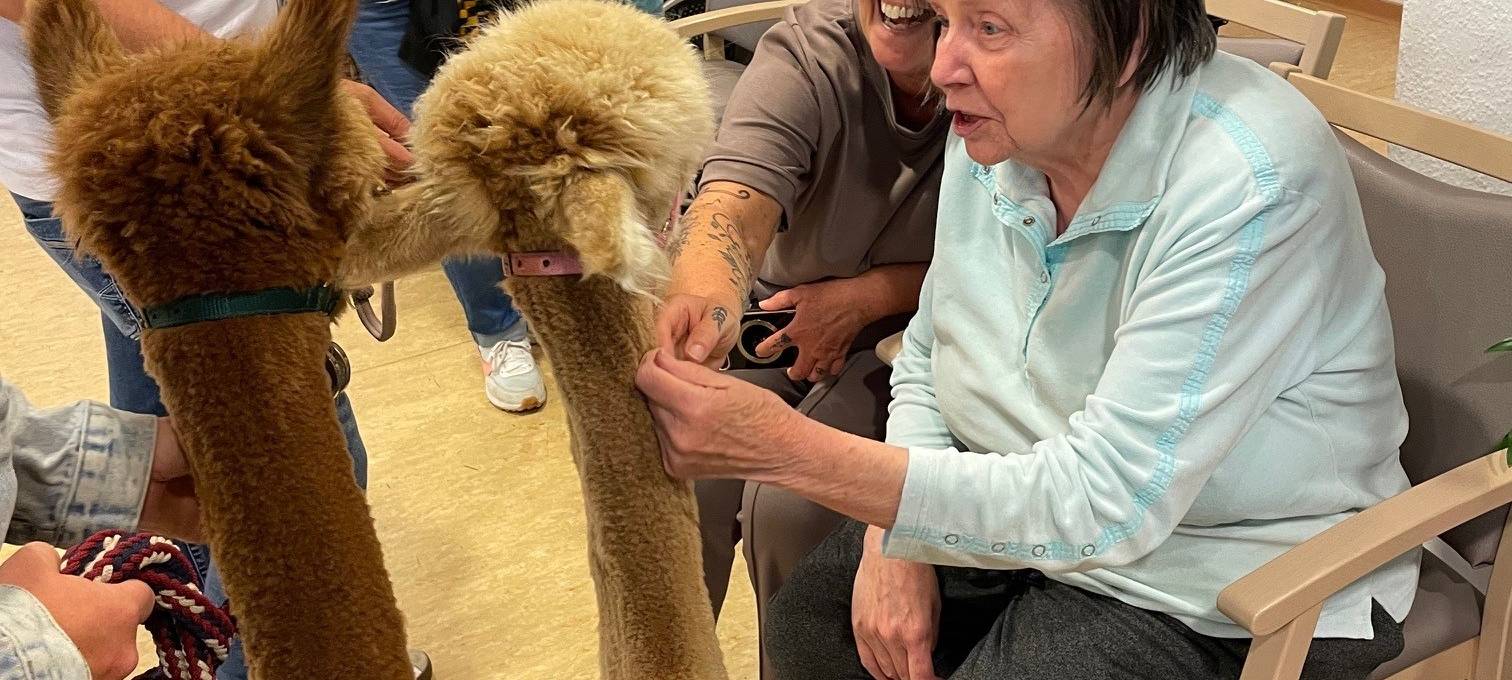 Alpakas zu Besuch in einem Altenheim in Essen