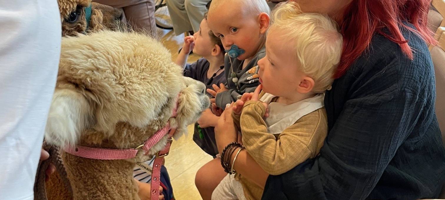 Alpakas zu Besuch in einem Altenheim in Essen