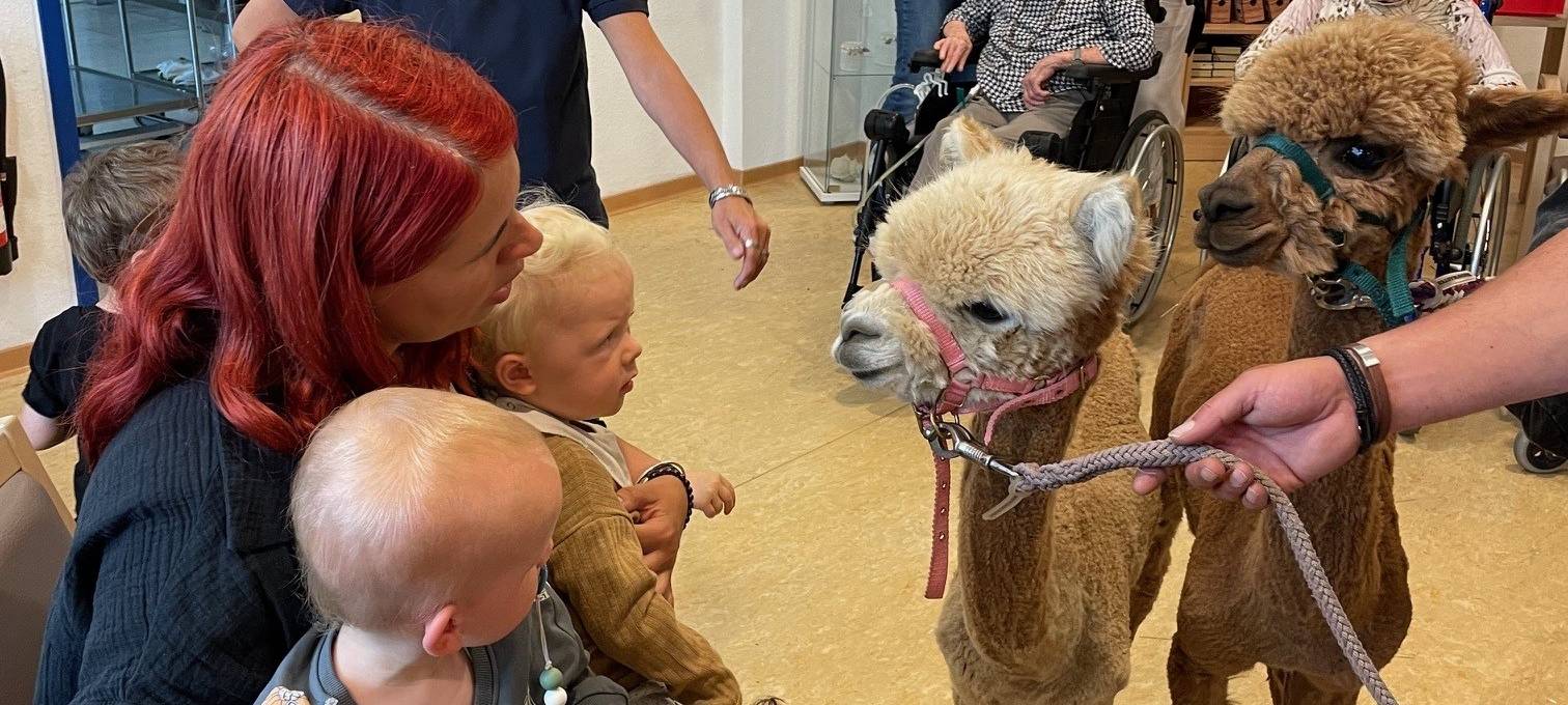 Alpakas zu Besuch in einem Altenheim in Essen