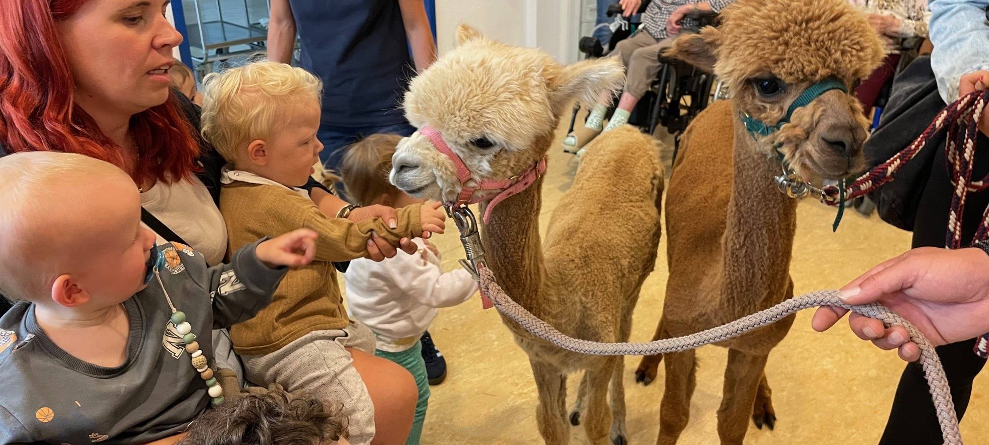 Alpakas zu Besuch in einem Altenheim in Essen