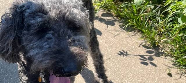 Hitze-Drama in Essen: Hund aus Auto gerettet