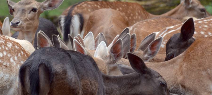 Nachwuchs in Essen im Grugapark - kleine Kälbchen geboren