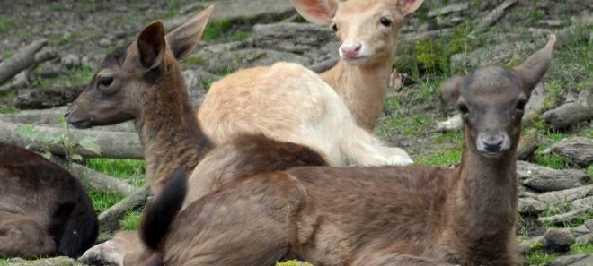 Nachwuchs in Essen im Grugapark - kleine Kälbchen geboren