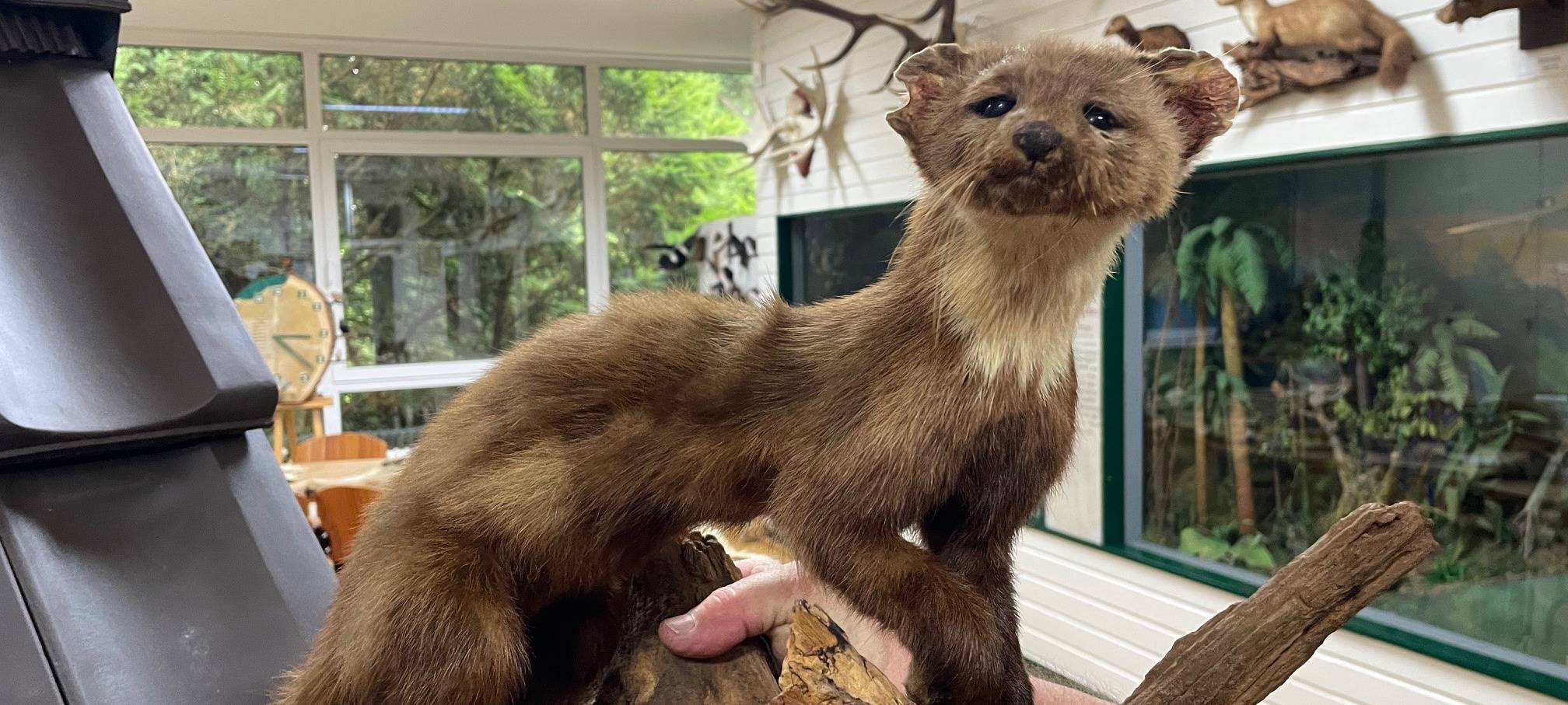 Marder-Problem in Essen - Experte gibt Tipps