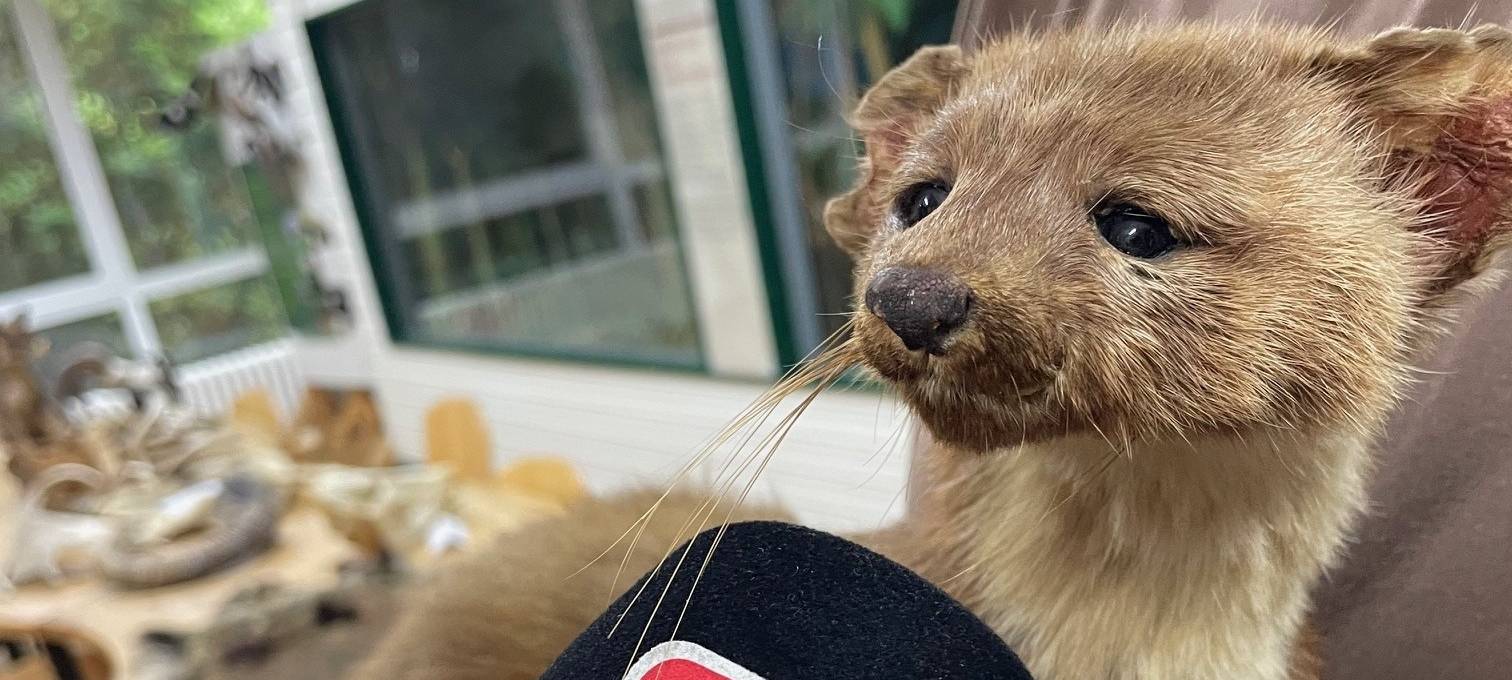 Marder-Problem in Essen - Experte gibt Tipps