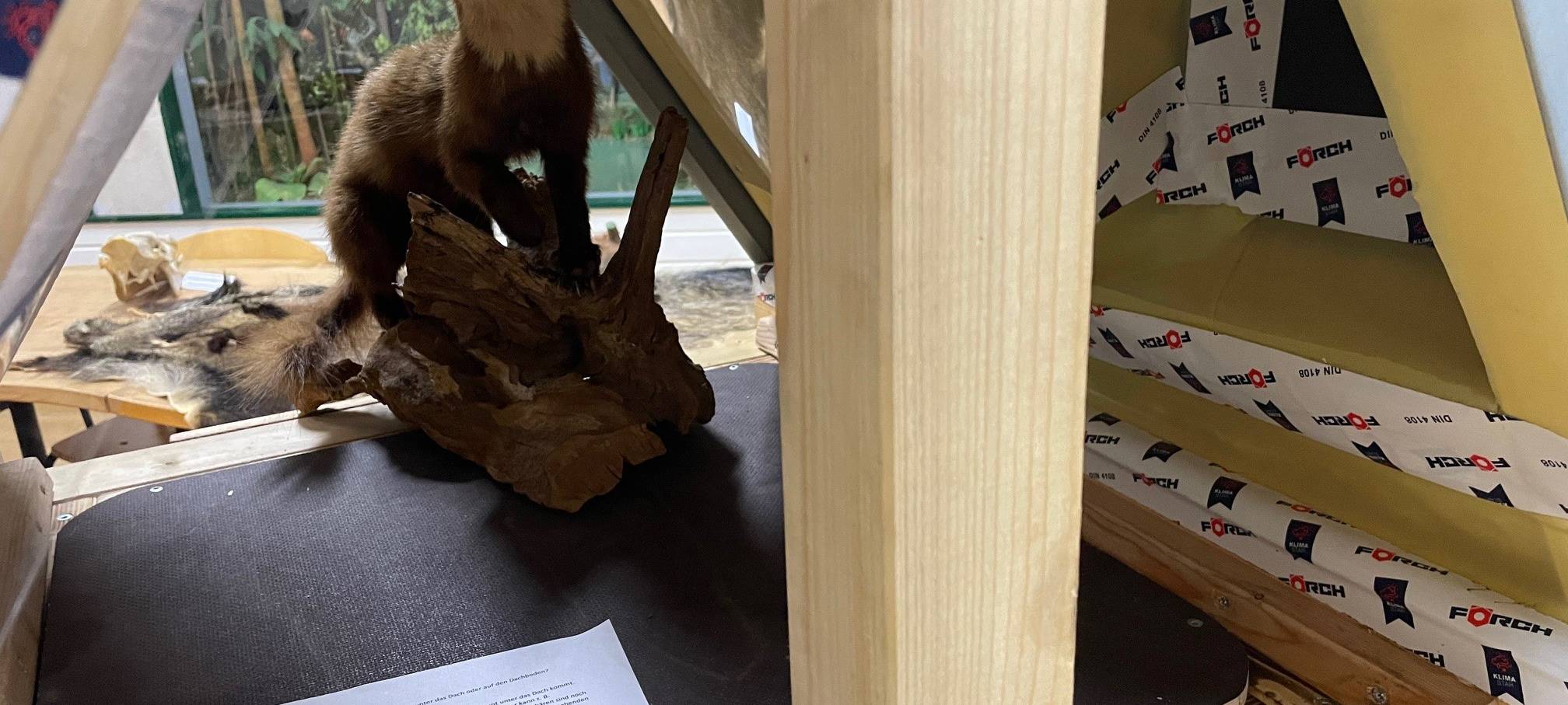 Marder-Problem in Essen - Experte gibt Tipps