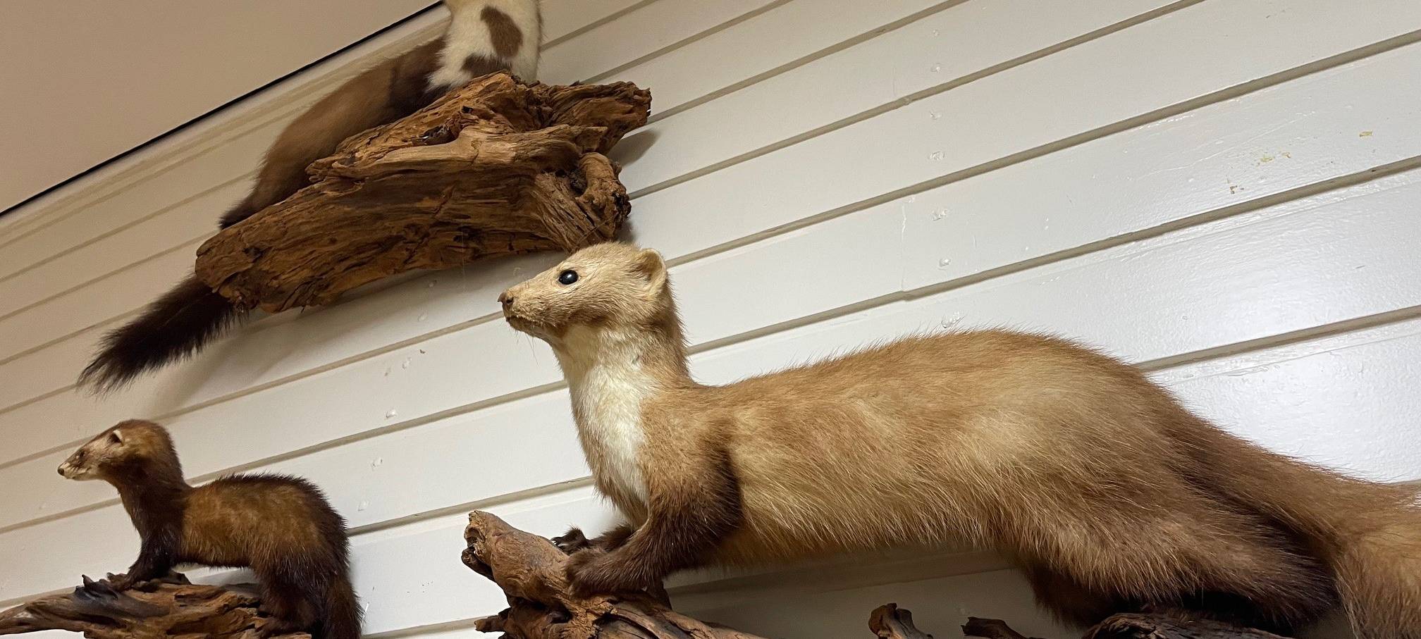 Marder-Problem in Essen - Experte gibt Tipps