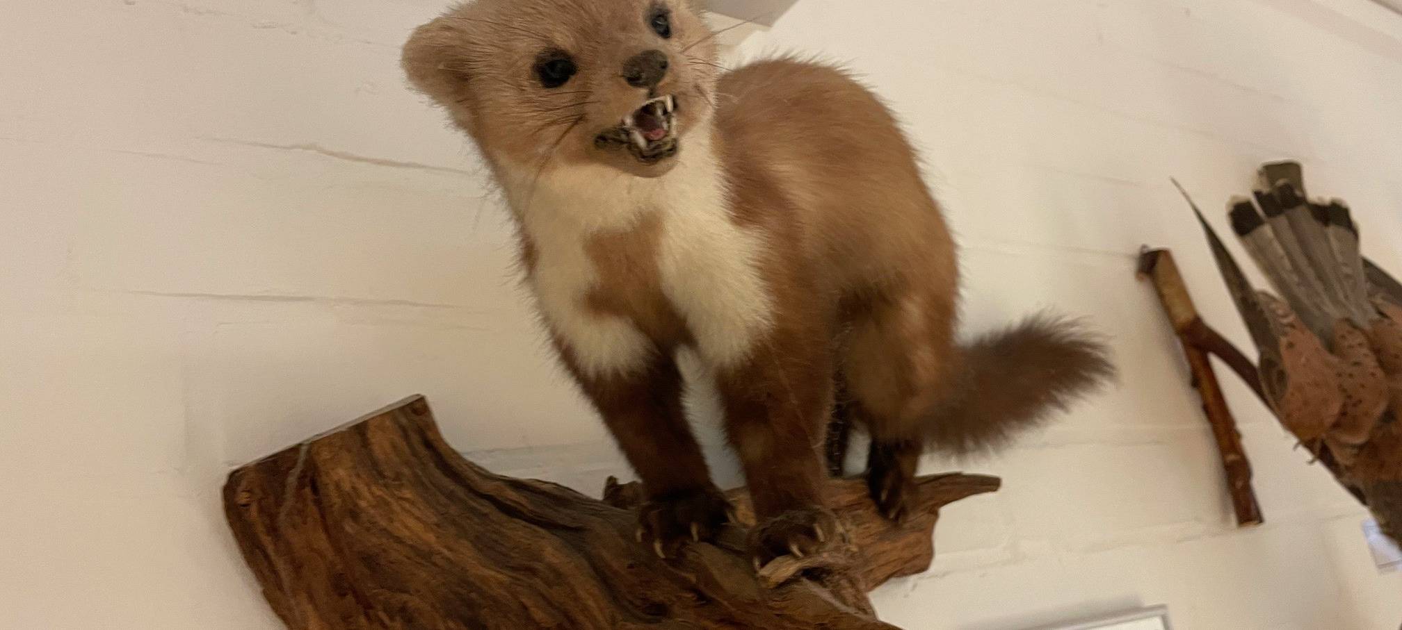 Marder-Problem in Essen - Experte gibt Tipps