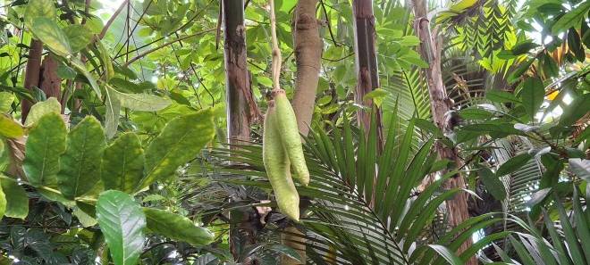 Leberwurst an Baum in Essen? Früchte im Grugapark