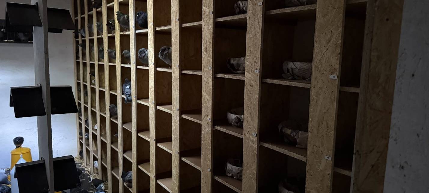 Nach Sperrung in Essen: Tauben aus Tunnel umgesiedelt