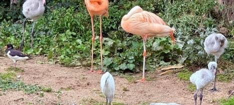 Grugapark Essen: Flamingobabys sind geschlüpft
