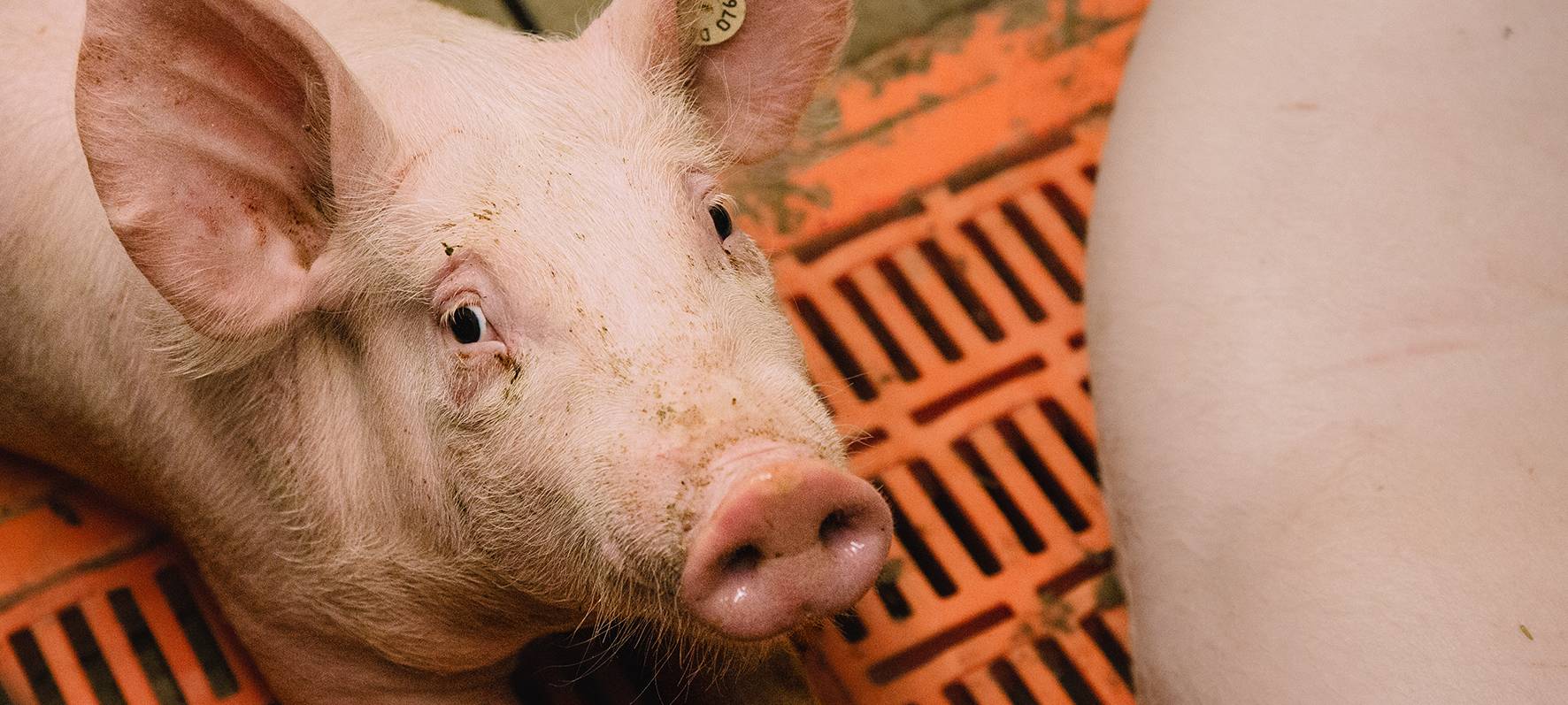 Umfrage in Essen zu Arbeitsbedingungen im Stall