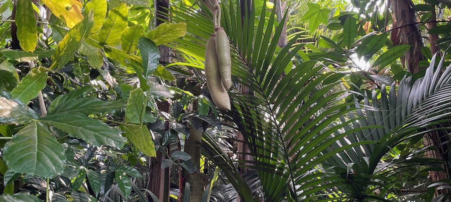 365 Tage in Essen bei tropischen Temperaturen - eine schweißtreibende Arbeit
