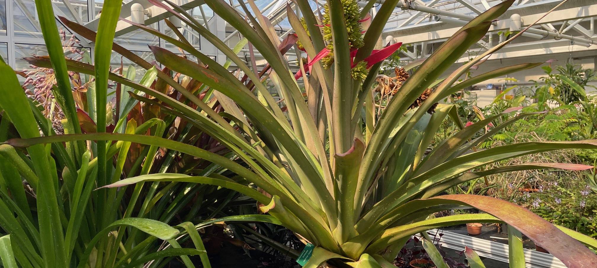 365 Tage in Essen bei tropischen Temperaturen - eine schweißtreibende Arbeit