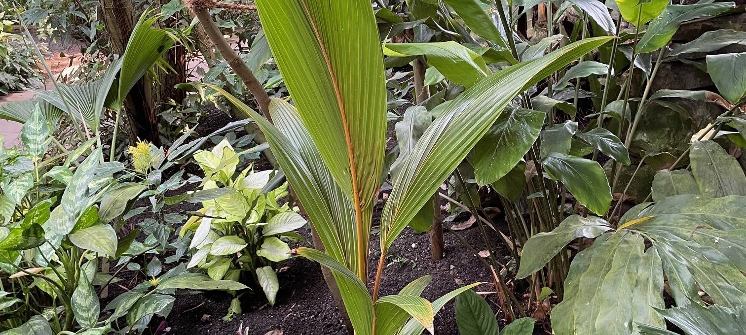 365 Tage in Essen bei tropischen Temperaturen - eine schweißtreibende Arbeit