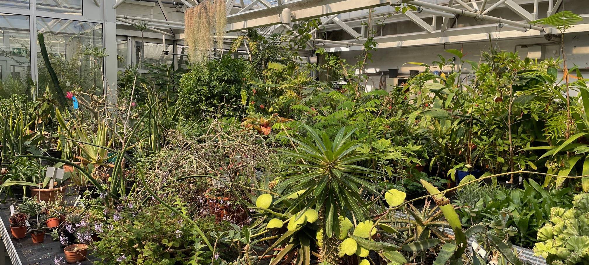 365 Tage in Essen bei tropischen Temperaturen - eine schweißtreibende Arbeit