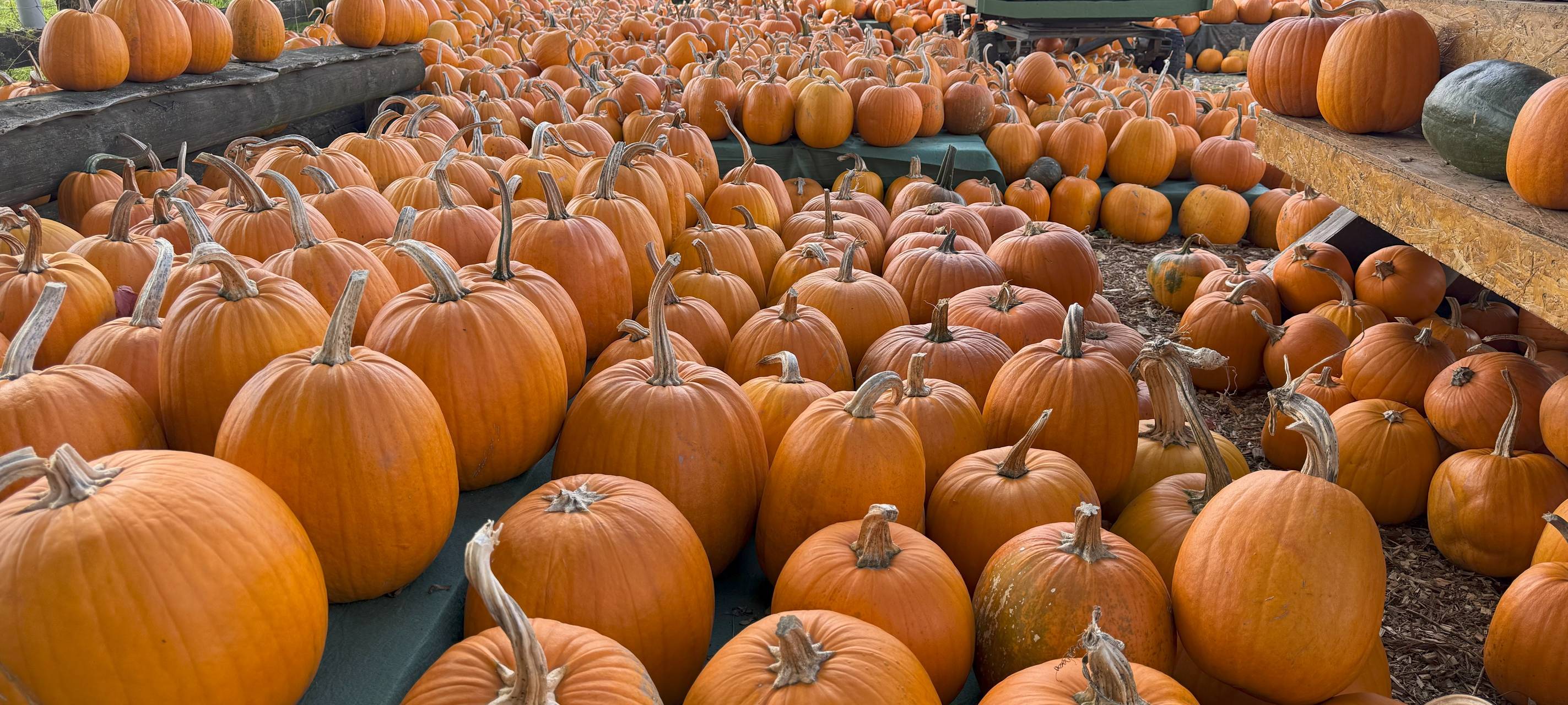Hof in Essen leuchtet wieder mit eigener Kürbis-Landschaft