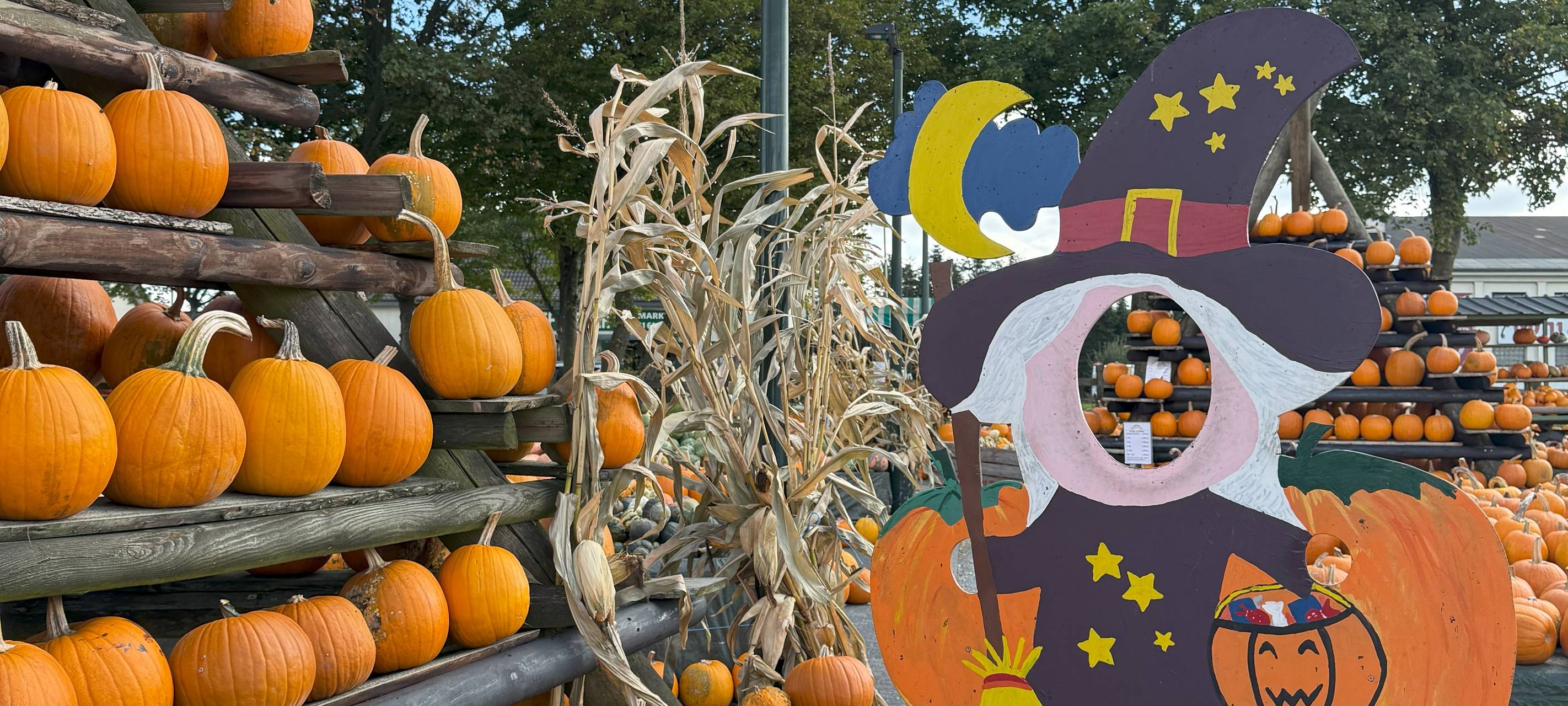 Hof in Essen leuchtet wieder mit eigener Kürbis-Landschaft