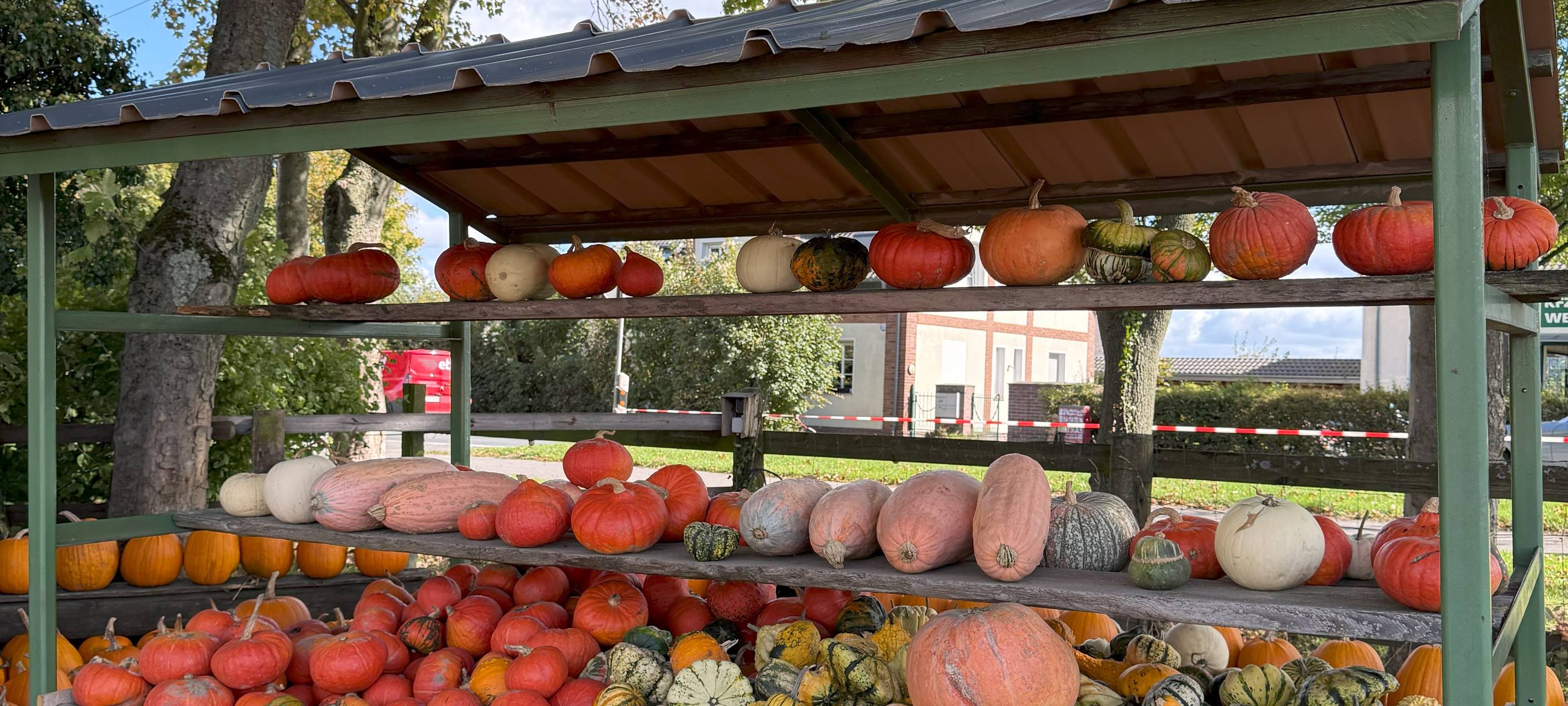 Hof in Essen leuchtet wieder mit eigener Kürbis-Landschaft
