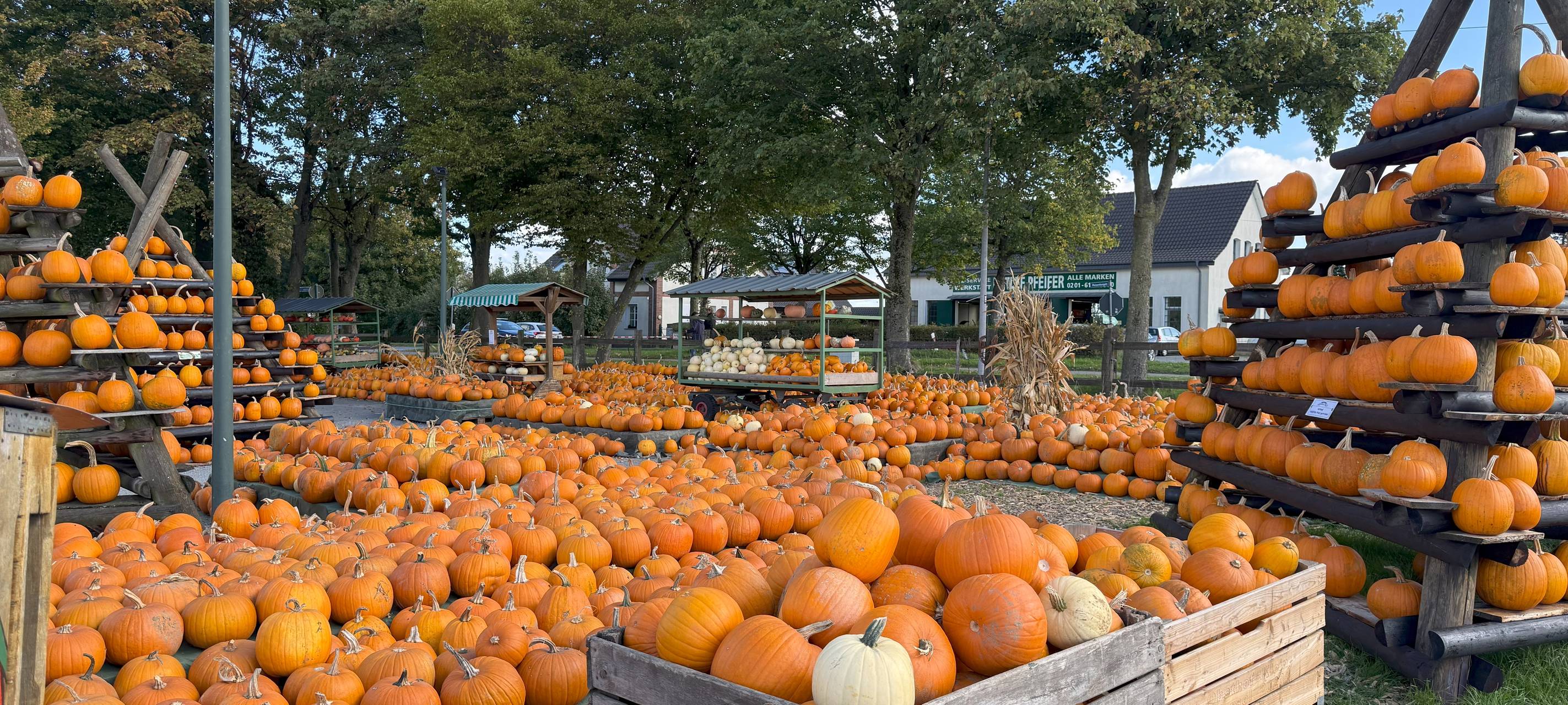 Hof in Essen leuchtet wieder mit eigener Kürbis-Landschaft