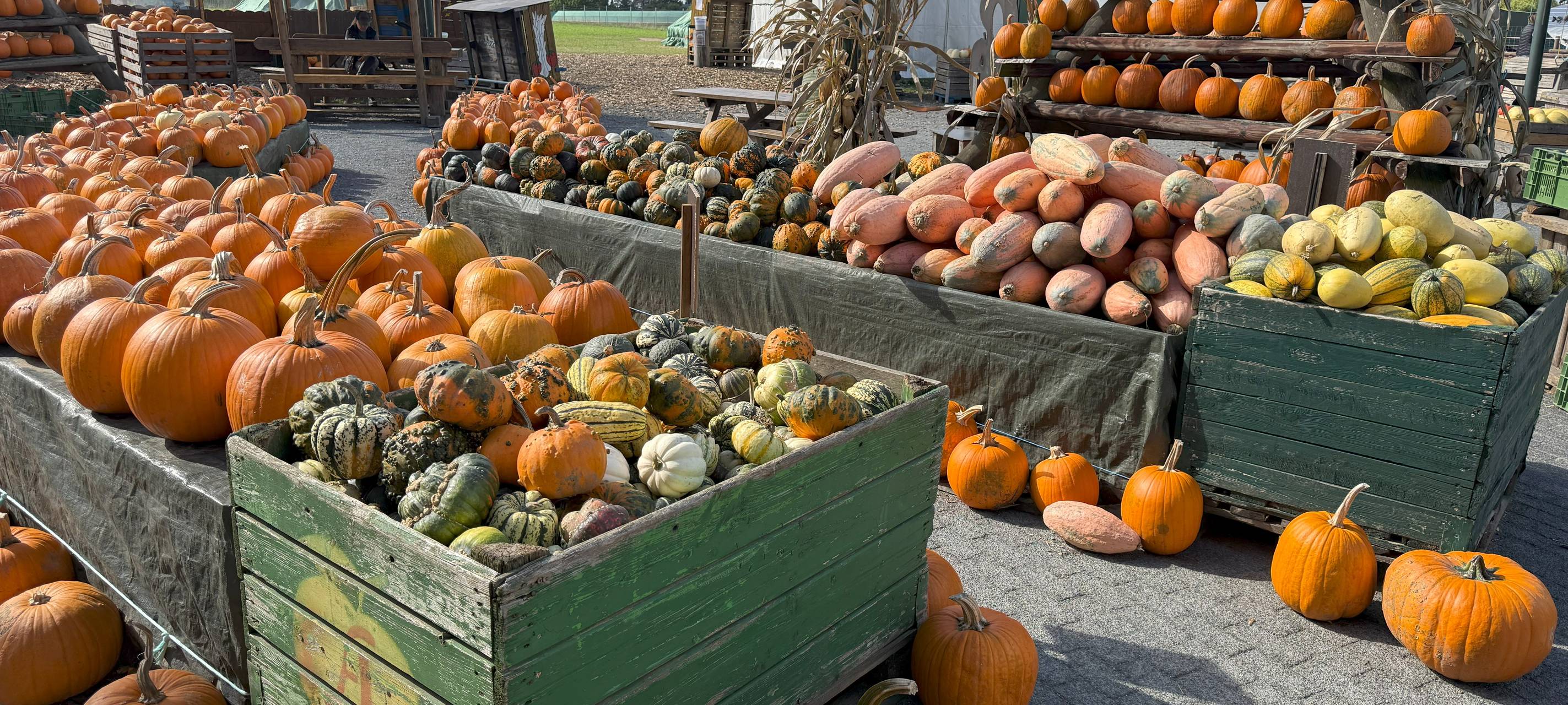 Hof in Essen leuchtet wieder mit eigener Kürbis-Landschaft