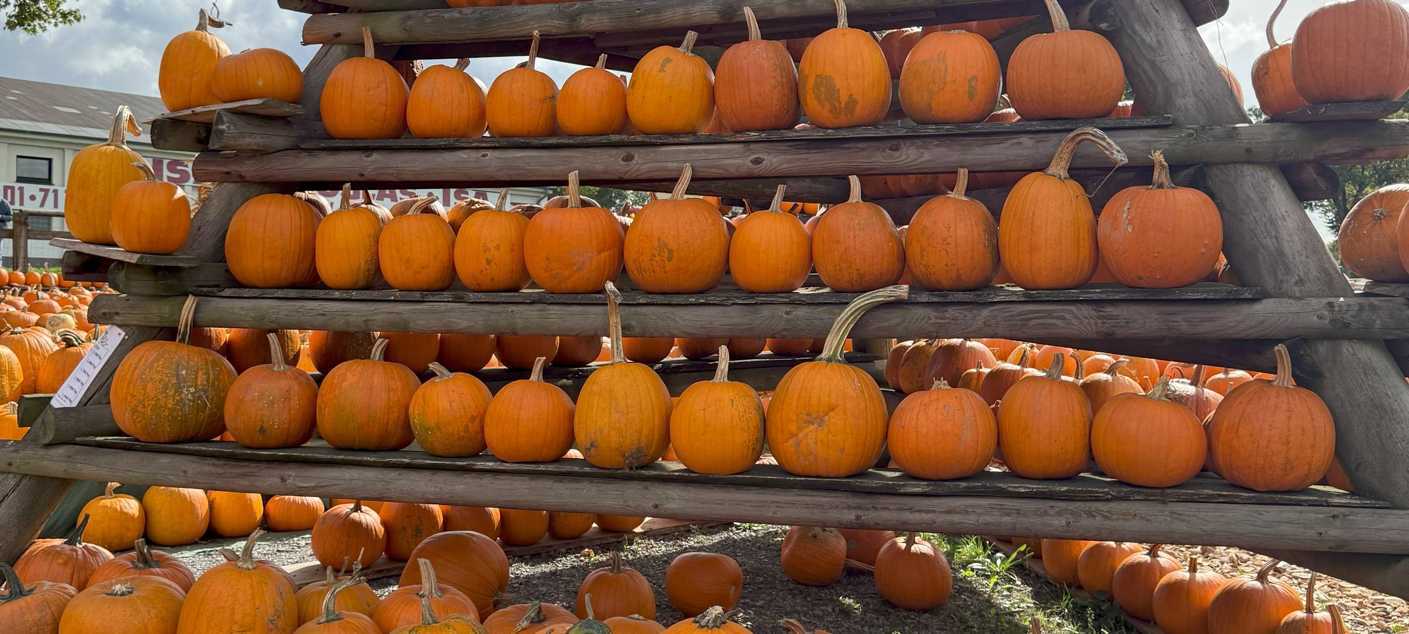 Hof in Essen leuchtet wieder mit eigener Kürbis-Landschaft