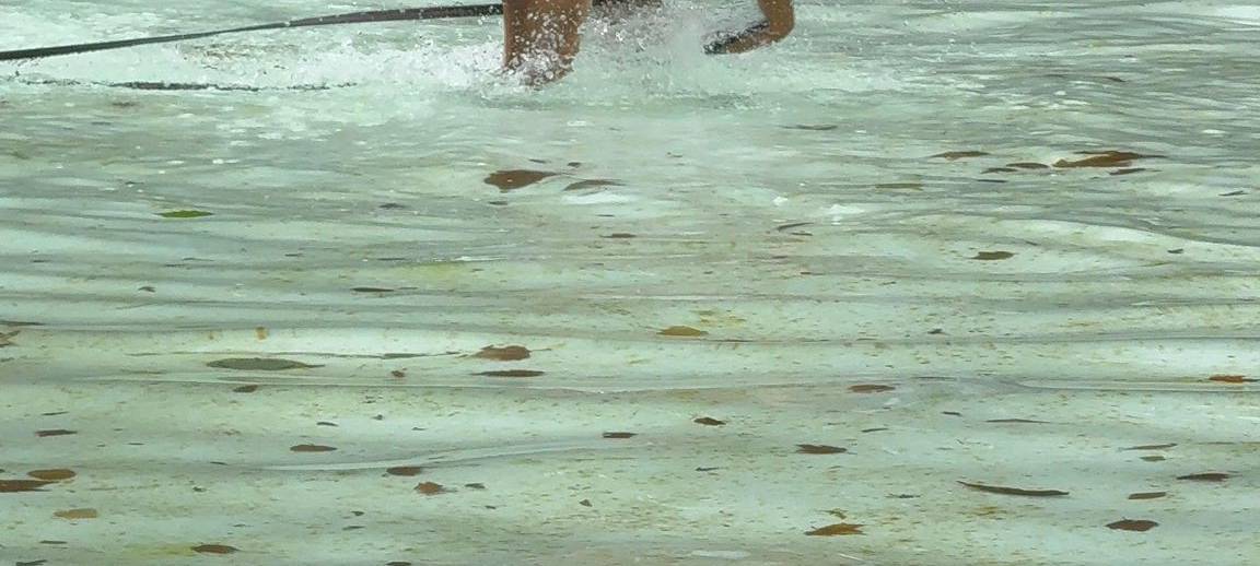 Zwei Bäder in Essen laden zum Hundeschwimmen