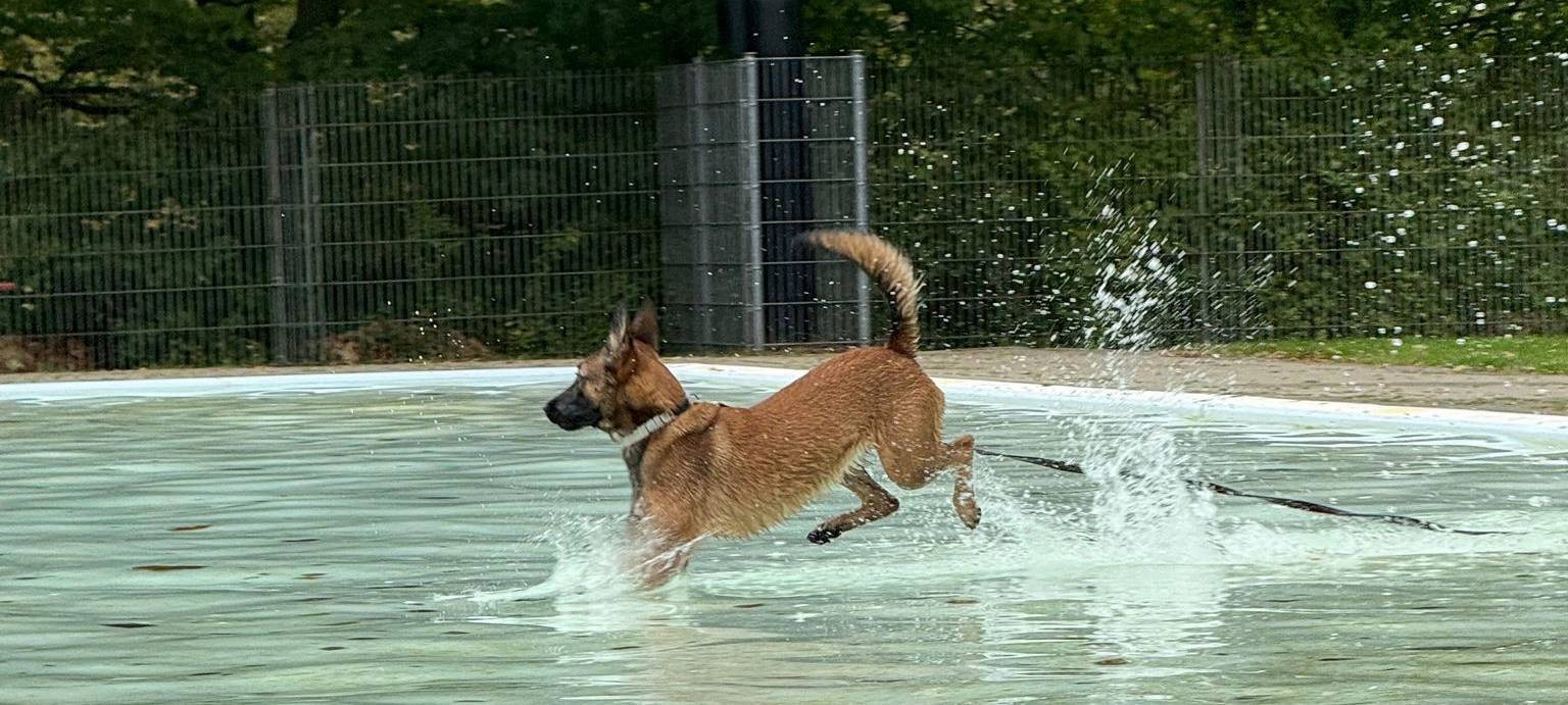 Zwei Bäder in Essen laden zum Hundeschwimmen