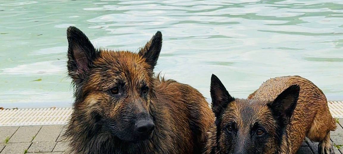 Zwei Bäder in Essen laden zum Hundeschwimmen