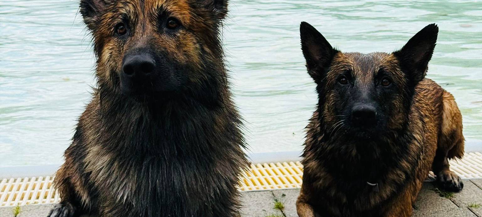 Zwei Bäder in Essen laden zum Hundeschwimmen