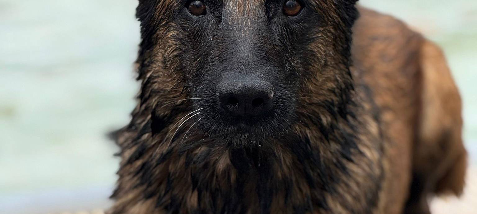Zwei Bäder in Essen laden zum Hundeschwimmen