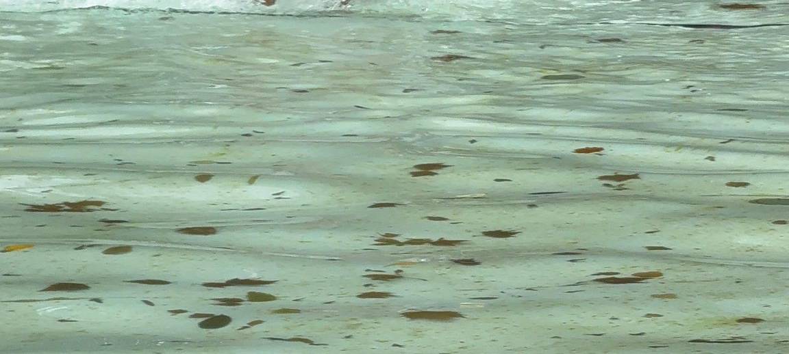 Zwei Bäder in Essen laden zum Hundeschwimmen