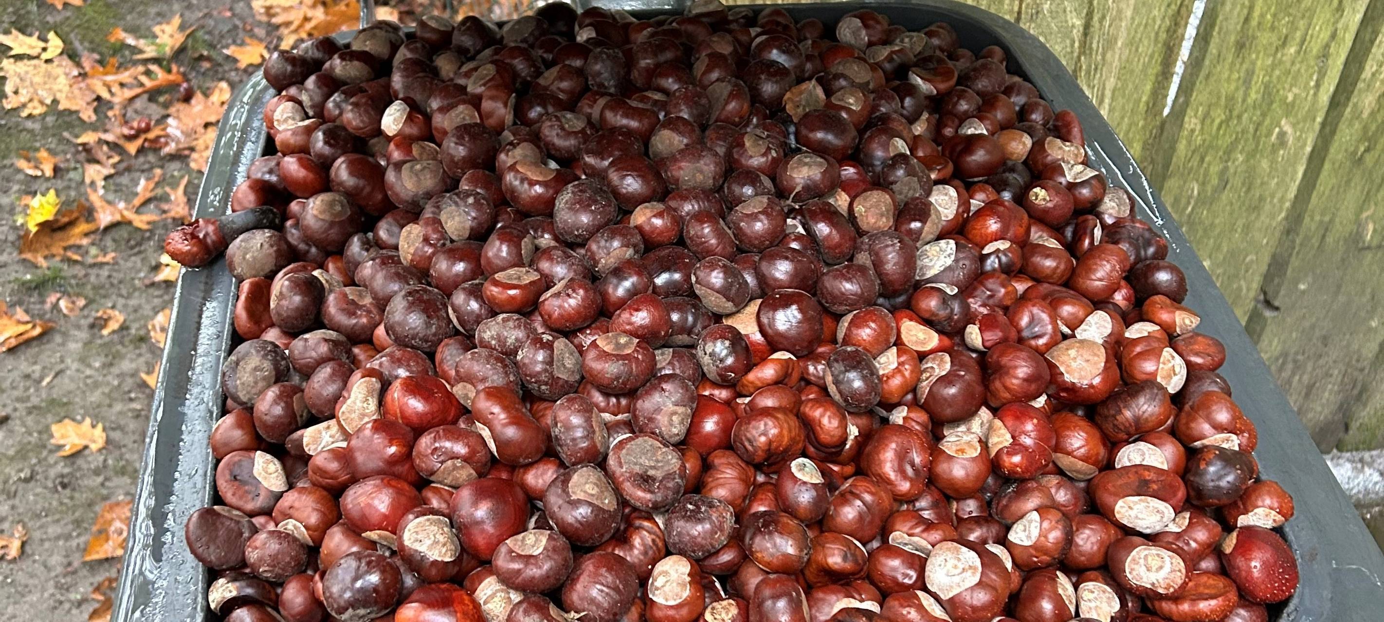 Kastanien sammeln in Essen für den guten Zweck